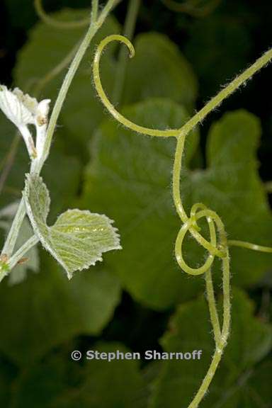 vitis girdiana 9 graphic